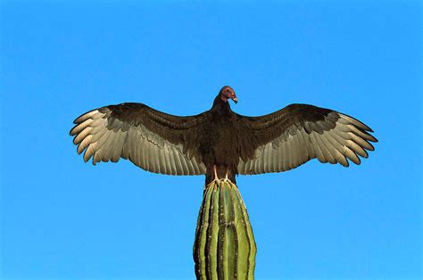 Turkey vulture wingspan - Google Search Sit Spots, Cactus Tattoo, Art ...