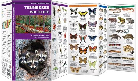 Tennessee Wildlife (Pocket Naturalist® Guide)