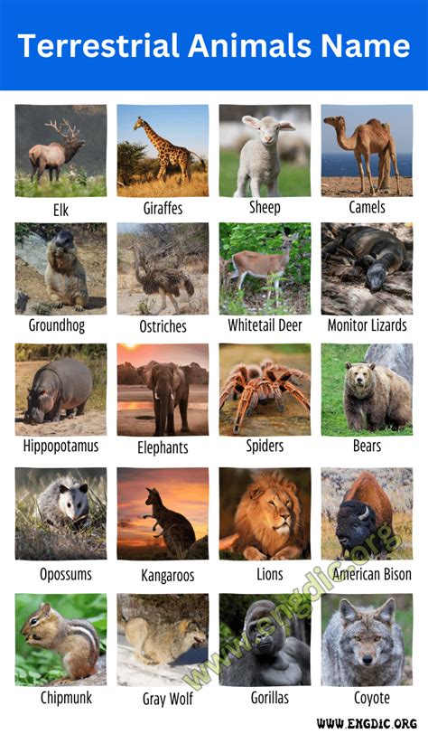 25 Terrestrial Animals Names and Pictures (Land Animals) - EngDic