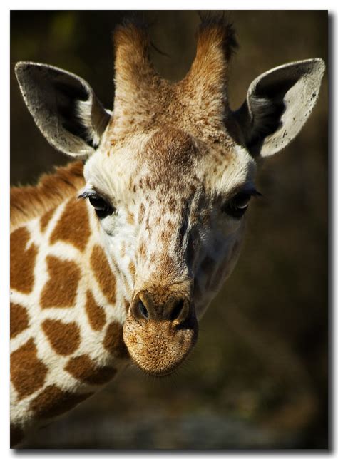 Portrait Of A Giraffe | Please View 'Giraffe' On Black www.d… | Flickr