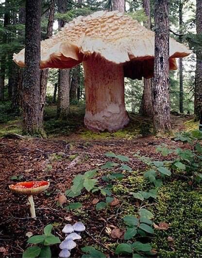 The largest living organism ever found has been discovered in an ancient American forest. The ...