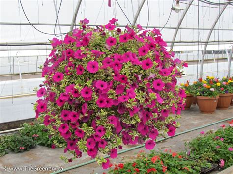 12_inch_petunia_hanging_basket | Petunia hanging baskets, Petunia hanging basket, Hanging flower ...