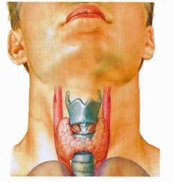 Thyroid - Endocrinesurgery.net.au