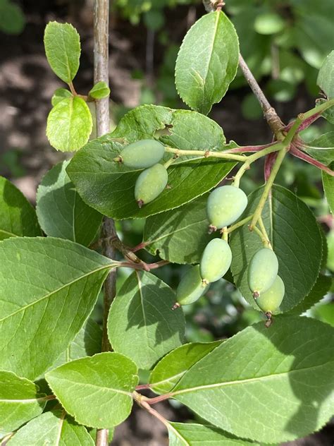 Viburnum_prunifolium_Fruit-2_Jun_ELM