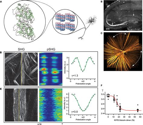 Frontiers | Harmonic Generation Microscopy 2.0: New Tricks Empowering Intravital Imaging for ...