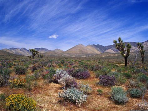 California Desert Wallpapers - Top Free California Desert Backgrounds - WallpaperAccess