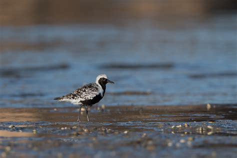 Migrating Plovers | Hans Overduin Photography