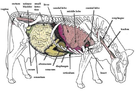 Google Image Result for http://www.articlesweb.org/blog/wp-content/gallery/the-cow-digestive ...