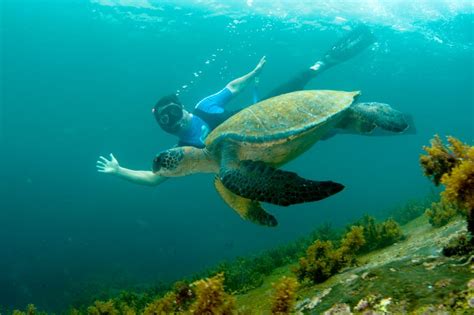 Guía para practicar snorkeling en Galápagos