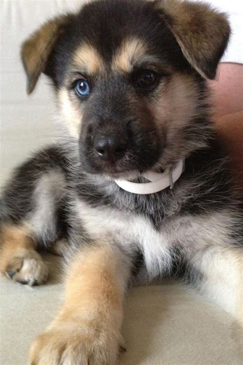 how to train a german shepherd husky mix puppy - coenshiffler