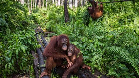 Indonesia’s Orangutans Suffer as Fires Rage and Businesses Grow - The New York Times