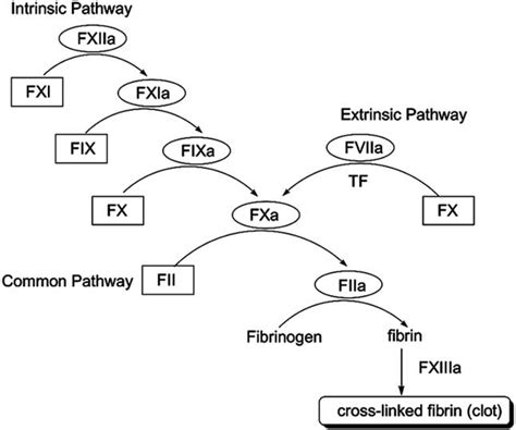 Blood coagulation cascade, a simplified version. | Download Scientific Diagram