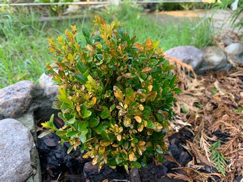 Boxwood Leafminer Treatment - Arborscapes