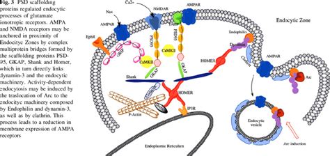 PSD scaffolding proteins regulated endocytic processes of glutamate ...