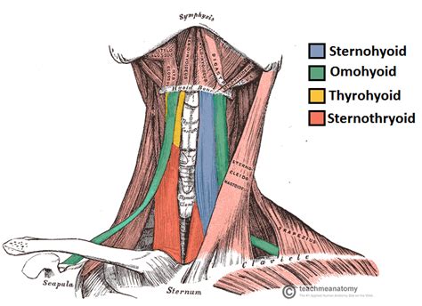 The Infrahyoid Muscles - TeachMeAnatomy | Músculos del cuello, Musculos ...