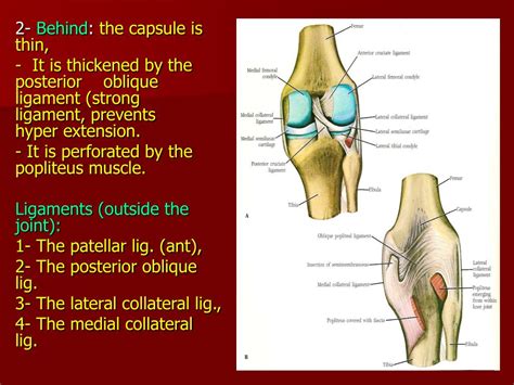 Anatomy Muscle Knee Joint