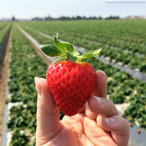 Visiting a strawberry farm with the California Strawberry Commission - The Other Side of the ...