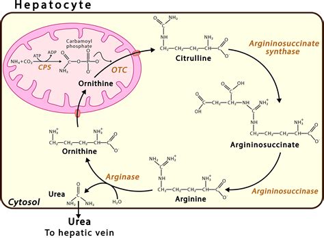 Frontiers | Disturbance of the Glutamate-Glutamine Cycle, Secondary to ...