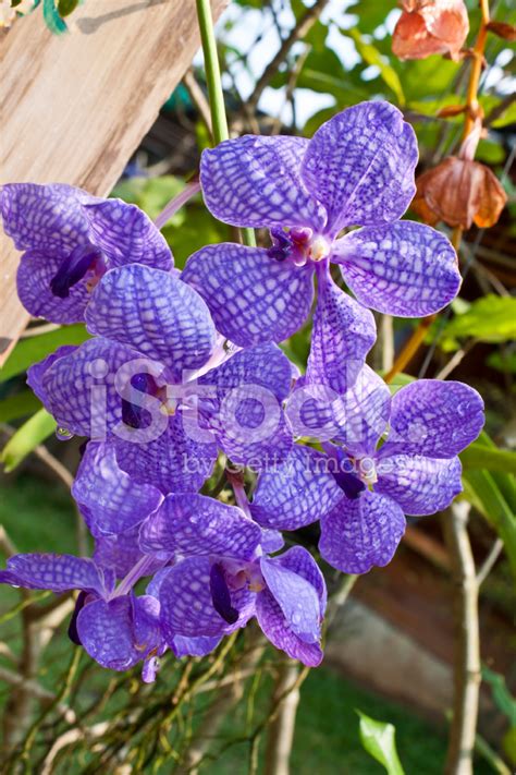 Violet Orchids. Stock Photo | Royalty-Free | FreeImages