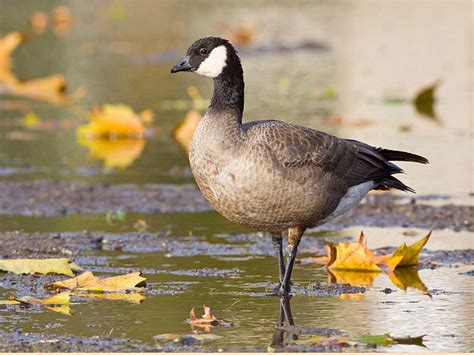 Cackling Goose Identification