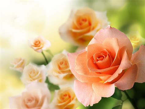 rose, Flowers, Flower, Roses, Bokeh, Landscape, Nature, Garden Wallpapers HD / Desktop and ...