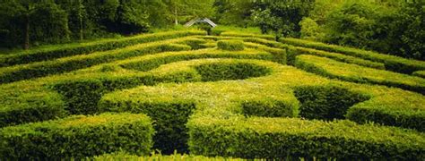 Saffron Walden Maze and Labyrinth Festival | Aelfwynn Books