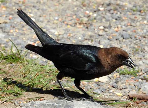 Brown-headed Cowbird - Eggs | Facts | Habitat | Diet | Sound - Bird Baron