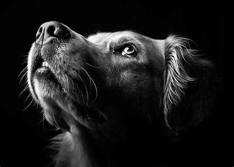 Beautiful | Dog photoshoot, Dog portrait photography, Dogs