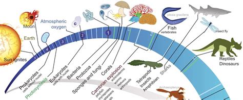 पृथ्वी पर जीवन का विकास - Evolution of Life on earth in hindi, history ...