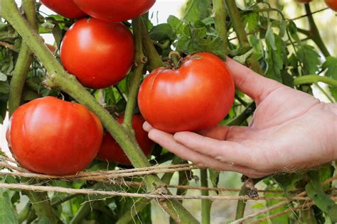 Get the Most Out of Your Garden: How Many Big Beef Tomatoes Per Plant? | Foliar Garden