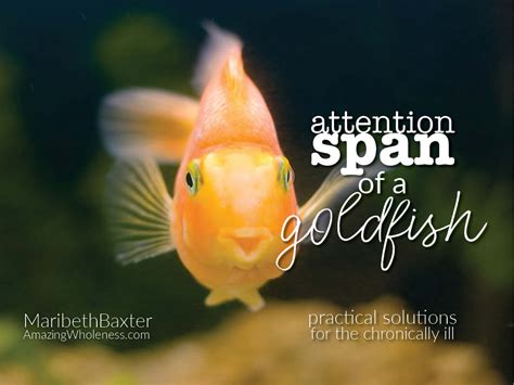 Attention Span of a Goldfish – Amazing Wholeness LLC