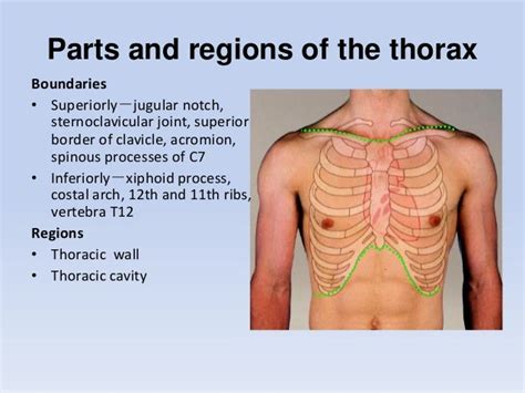 Regional anatomy of the human thorax rs-2011