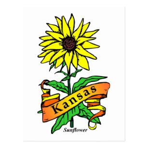 Kansas State Flower Postcards - No Minimum Quantity | Zazzle