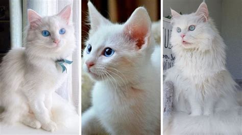 5 fotos de gatos bebés blancos que te harán morir de ternura | Petlife