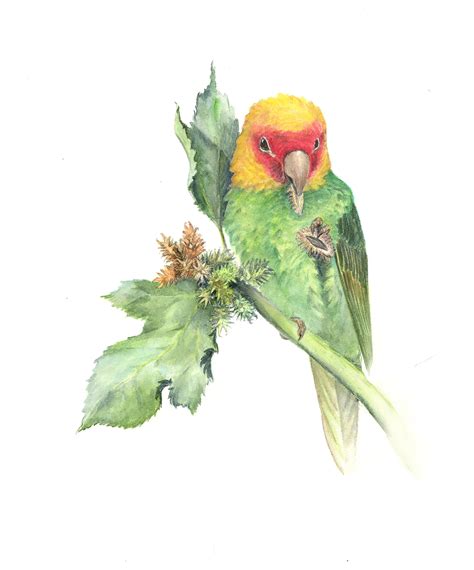 Carolina Parakeet – Illustrating Nature 2021