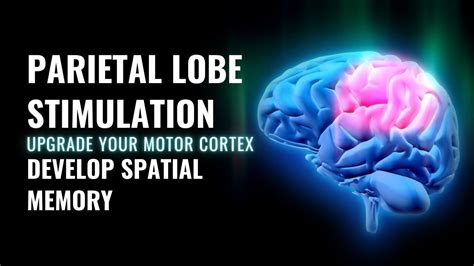 Parietal Lobe | Sensory Integration | Upgrade Your Motor Cortex | Develop Spatial Memory ...