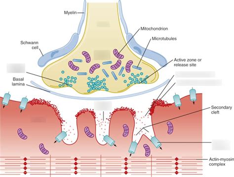 Structure of a Neuromuscular Junction Diagram | Quizlet