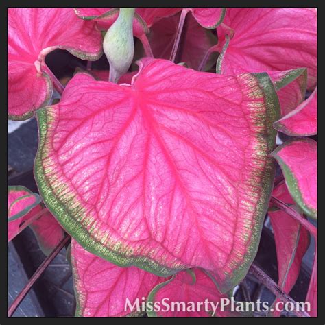 New Caladium Varieties | Miss Smarty Plants