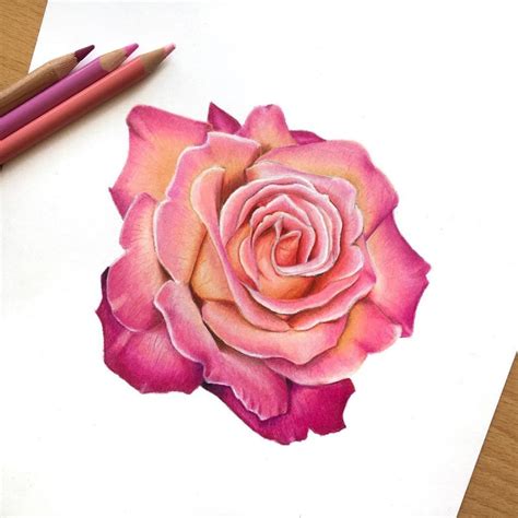Fine colored rose sketching with pink petal, How to draw using pencil color. | Flower drawing ...