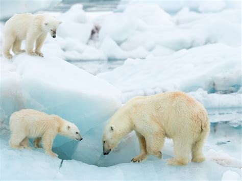 Polar Bear Habitat Information Clearance | blog.websoft9.com