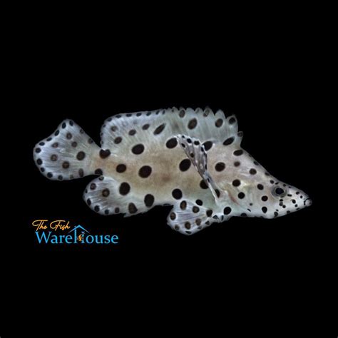 Panther Grouper (Cromileptes altivelis) – The Fish Warehouse