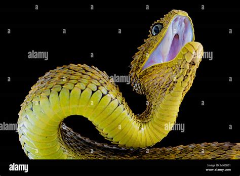 Portrait of Bush viper (Atheris squamigera) on black back ground Stock Photo - Alamy