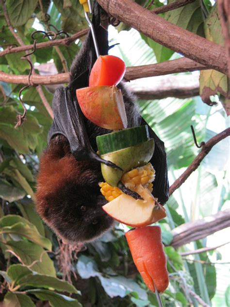 Rodrigues Fruit Bat enjoying fruit kebab enrichment. - ZooChat