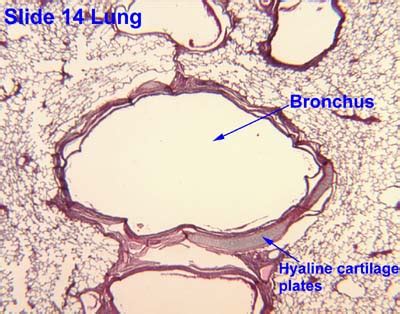 Primary Bronchus Histology