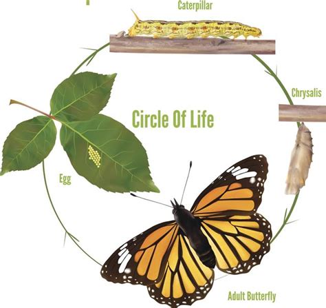 An Awesome Explanation of the Life Cycle of a Caterpillar - Animal Sake