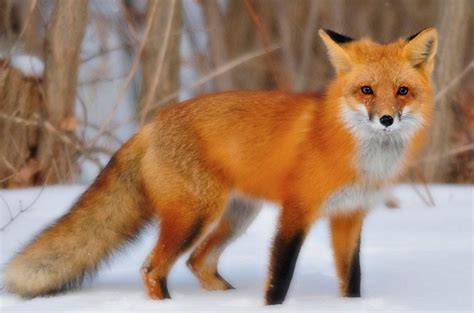 Art Lander’s Outdoors: Reclusive foxes can sometimes be hard to spot ...