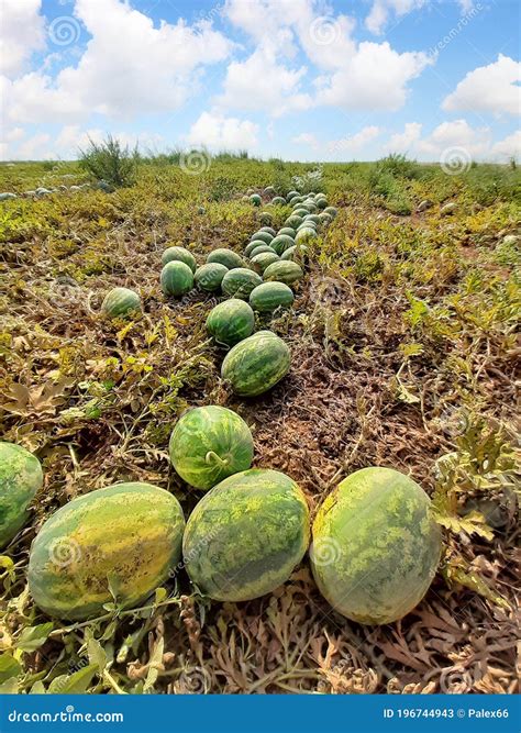 Watermelon field stock image. Image of fresh, agriculture - 196744943