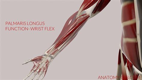 Palmaris Longus Function: Wrist Flexion (3D Animation) - YouTube