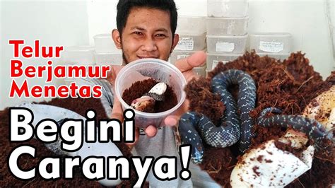 breeding colubrid _ panen bayi ular kingsnake - YouTube