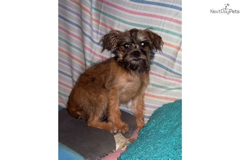 Velma: Affenpinscher puppy for sale near Southeast KS, Kansas ...